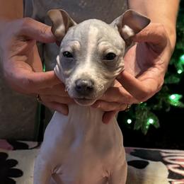 American Hairless Terrier Puppies from Edelweiss and JABO