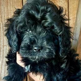 Joplin - Black and white female Cavapoo puppy in Alachua, Florida from Song Paws