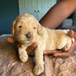 Red Collar Boy - Caramel male Australian Labradoodle puppy in Hagerstown, Maryland from Westfields Labradoodles