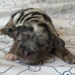 Atlas - Merle male Cockapoo puppy in Colorado Springs, Colorado from Garrett Doodles