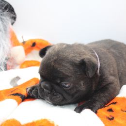 French Bulldog Puppies from Infinity Frenchies