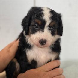 Toffee - Black tri-color female Aussiedoodle puppy in Omro, Wisconsin from Crystal Ridge Doodles