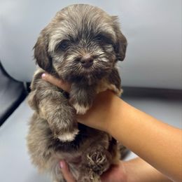 Isabella - Chocolate brindle female Havanese puppy in Culver City, California from Havan Sent Havanese