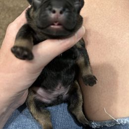 French Bulldog Puppies from House of Royals Bulldogs