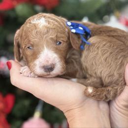 Yogi-Navy blue collar male - Red  male Goldendoodle puppy in Yuciapa, California from AlltheDoodlez_