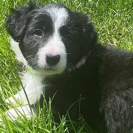 Border Collies from Hart Farm Border Collies