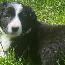 Border Collies from Hart Farm Border Collies
