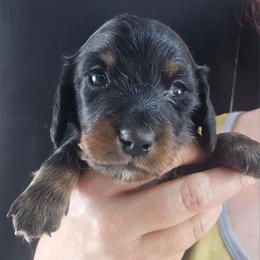 Thumper - Black and tan male Dachshund puppy in Bigfork, Minnesota from Long Ears and Long Dogs Ranch