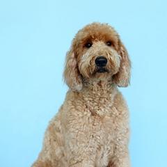 Goldendoodles from The unFURgettables