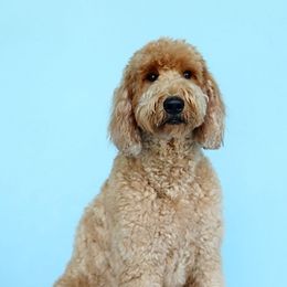 Goldendoodles from The unFURgettables