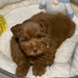 Dark red male AKC - Wheaten male Miniature Schnauzer puppy in Calhoun, Georgia from The BrickHouse Miniature Schnauzers