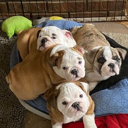 Bulldogs from Poplarhill Bulldogs