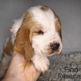 Finn - Lemon and white male Basset Hound puppy in Mack's Creek, Missouri from Mack's Creek Basset Hounds