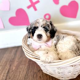 Mikie - Blue merle male Sheepadoodle puppy in Spanish Fork, Utah from Maplesierradoodles