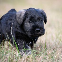 Hootie - Salt and pepper male Miniature Schnauzer puppy in Folkston, Georgia from Poplar Creek Miniature Schnauzers