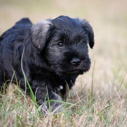 Hootie - Salt and pepper male Miniature Schnauzer puppy in Folkston, Georgia from Poplar Creek Miniature Schnauzers