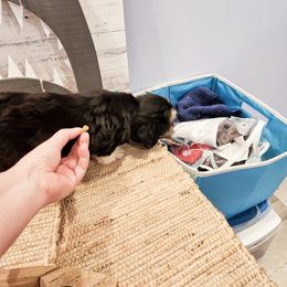 Havanese Puppies from Sweet Southern Havanese