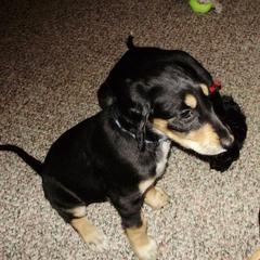 Saluki Puppies from Shasei