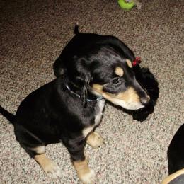 Saluki Puppies from Shasei