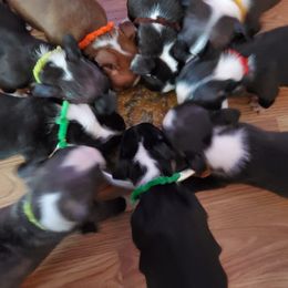 Boston Terrier Puppies from The Christian Bostons