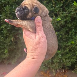 Haddock - Fawn male Great Dane puppy in Granby, Missouri from HCR Great Danes