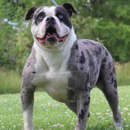 Alapaha Blue Blood Bulldog puppies from Eclipse Alapaha Kennels