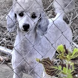 Dachshunds and Poodles from BW Poodles and Dachshunds