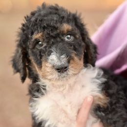 Nicholas - Parti male Poodle puppy in Grimsley, Tennessee from Above Standard Poodles