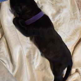 File' - Black brindle female Dutch Shepherd puppy in Saint Amant, Louisiana from Mercy Kennels
