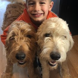 Bronco - Goldendoodle