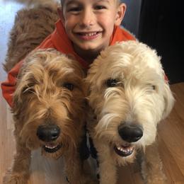 Bronco - Goldendoodle