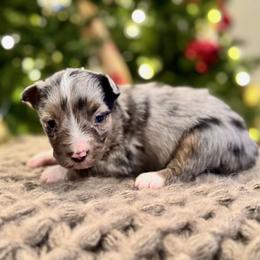 Auggie - Blue merle male Miniature American Shepherd puppy in Ash Grove, Missouri from 3 Barrels Farms, LLC