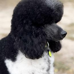 Cash - Poodle