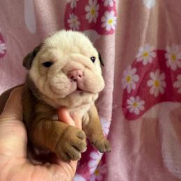 Maddie - Fawn and white female Bulldog puppy in Bradleyville, Missouri from HurstBulldogs