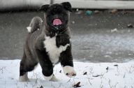 A black and white Akita puppy tastes a snowflake