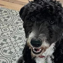 Bordoodles and Sheepadoodles from Evergreen Doodle Dogs