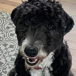 Bordoodles and Sheepadoodles from Evergreen Doodle Dogs
