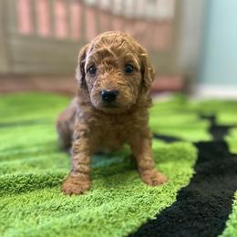 Pooh Bear - Red male Cavapoo puppy in Liberty Hill, Texas from Cuddlebug Cavapoos of Austin