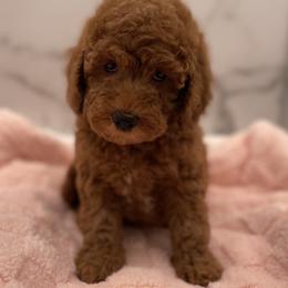 Nellie - Red  female Goldendoodle puppy in Kansas City, Kansas from Bella & Ivy’s Mini Goldendoodles of KC