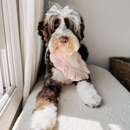 Sunday - Australian Labradoodle