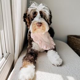 Sunday - Australian Labradoodle
