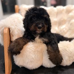 Churro - Phantom male Bernedoodle puppy in North Royalton, Ohio from Johnson's Doodles