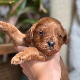 Teddy - Red male Cavapoo puppy in Orrstown, Pennsylvania from Pawfect Fur Friends