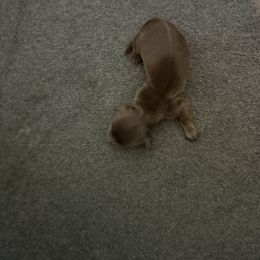 Boy 1 - Chocolate and cream male Dachshund puppy in Perris, California from Doxie_pupps