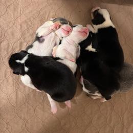 Pembroke Welsh Corgi puppies from Sarah’s Mystic Kennels