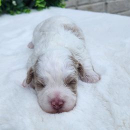 Stella - White female Havapoo puppy in Dothan, Alabama from Farquharson's Poodles&Doodles