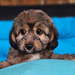 Junebug - Sable female Aussiedoodle puppy in Indiahoma, Oklahoma from Phamily Doodles