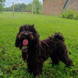 Minnie - Poodle