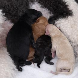 Goldendoodles from BridleWoof
