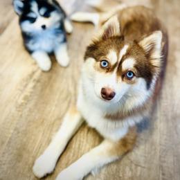 Anne  - Pomsky